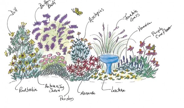 A garden drawing featuring hummingbirds and butterflies amidst various plant types.