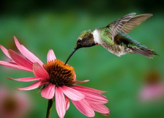Hummingbird at Echinacea