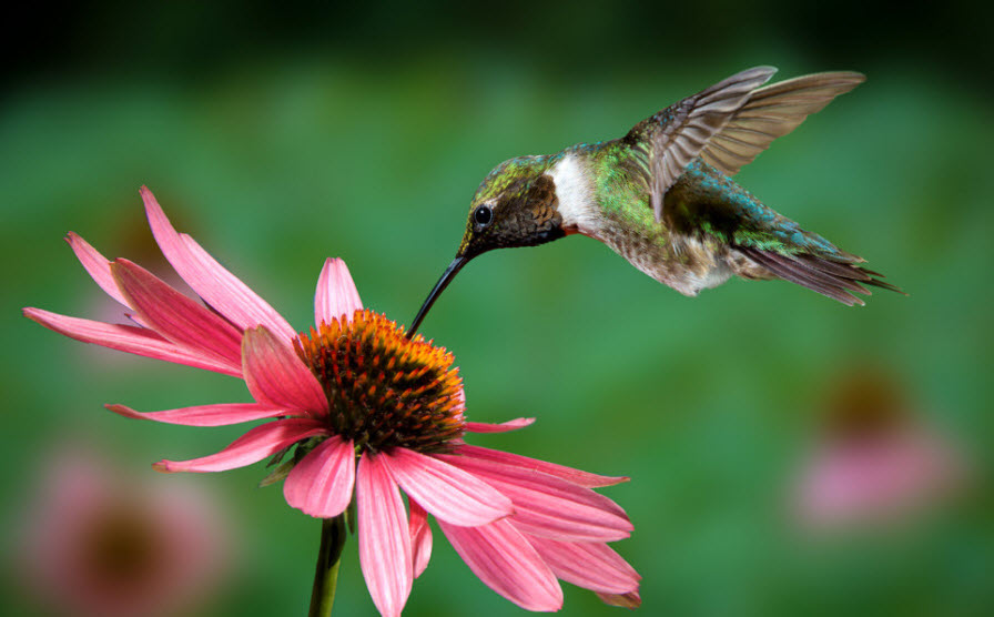 A hummingbird is feeding on a pink flower.