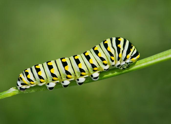 A black and yellow caterpillar on a green stem, attracting butterflies with its vibrant colors.