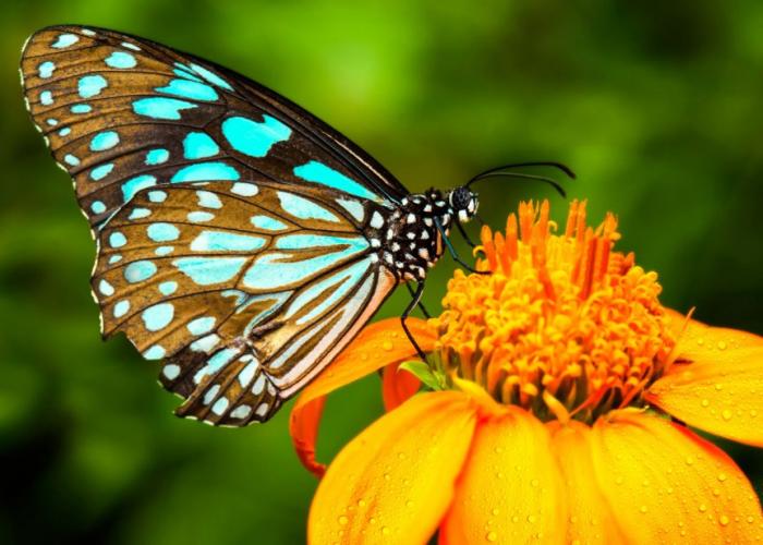 A butterfly sitting on a flower.