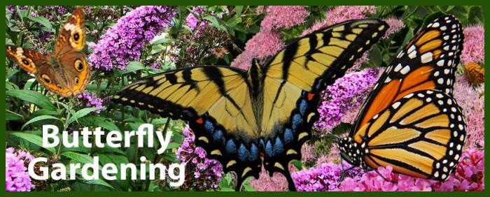 Butterfly gardening with hummingbirds and butterflies.