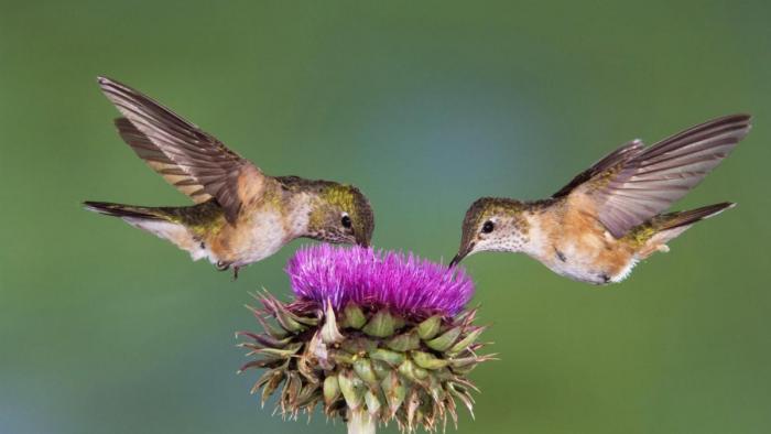 Two hummingbirds feeding on a thistle flower.