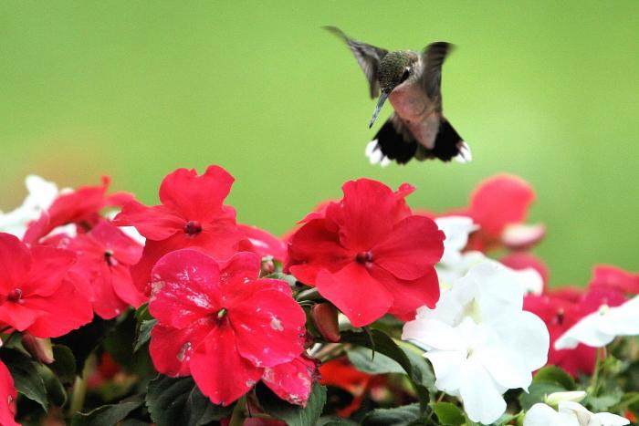 Hummingbirds are attracted to bright colors.