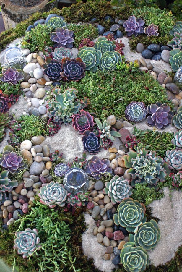 A rock garden featuring succulents.