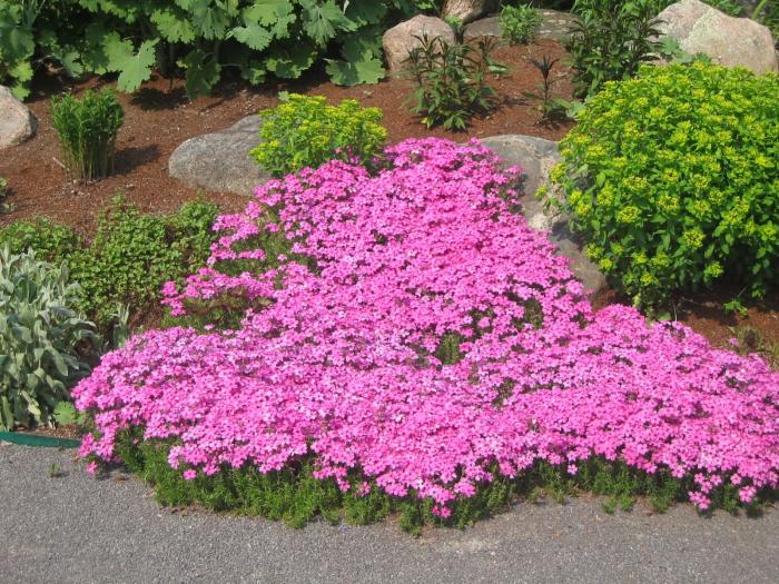 A bed of pink flowers in a garden.