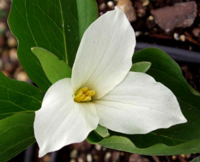 A white trillium flower bloom in a shady spot.