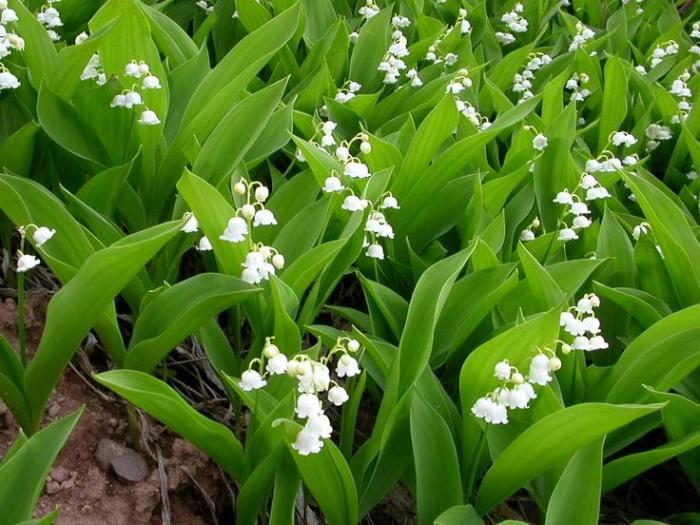 Of course, no shade garden is complete without lily of the valley