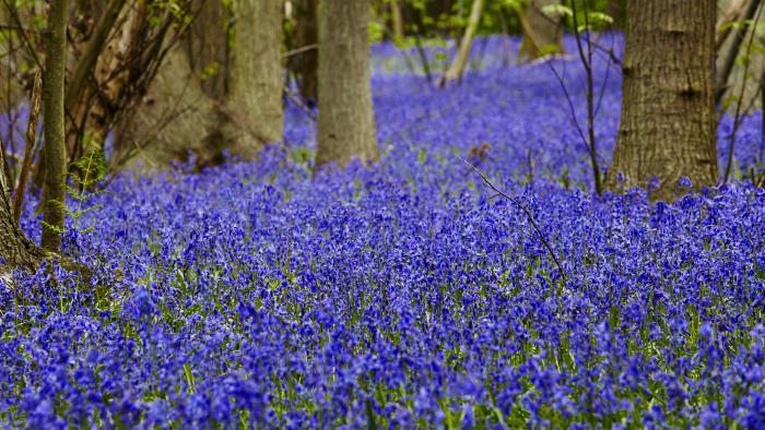 A field of bluebells in a wooded area, providing a shady spot for plants.