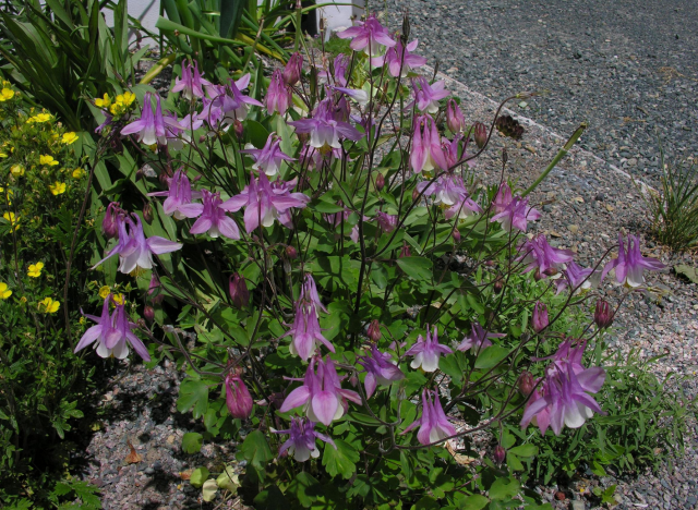 Because it spreads quickly, use columbine any place that you need quick coverage.