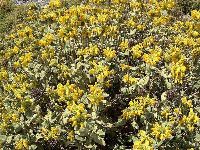 A plant with yellow flowers in a shady spot on top of a mountain.