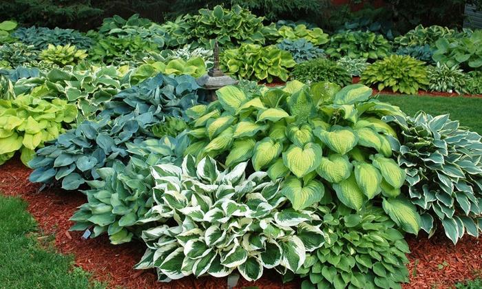 Hosta is perfect to fill in shady spots