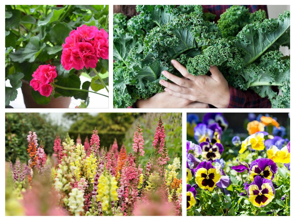 A collage featuring early season gardening with flowers and vegetables.
