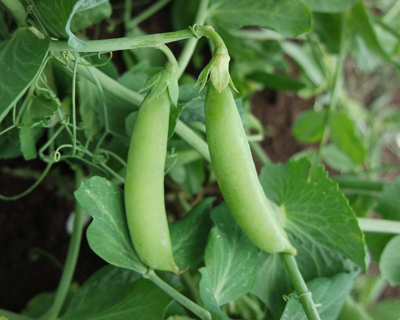 Two early season green peas growing on a plant.