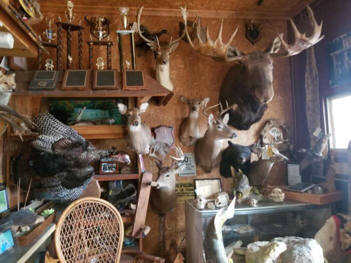 Taxidermy Overload