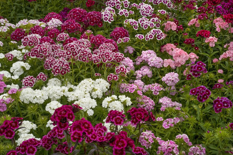 A colorful bed of early season flowers.