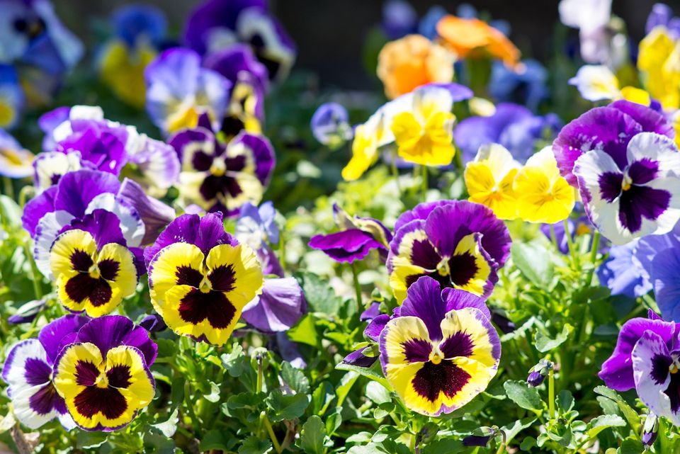A group of yellow pansies in an early season garden.