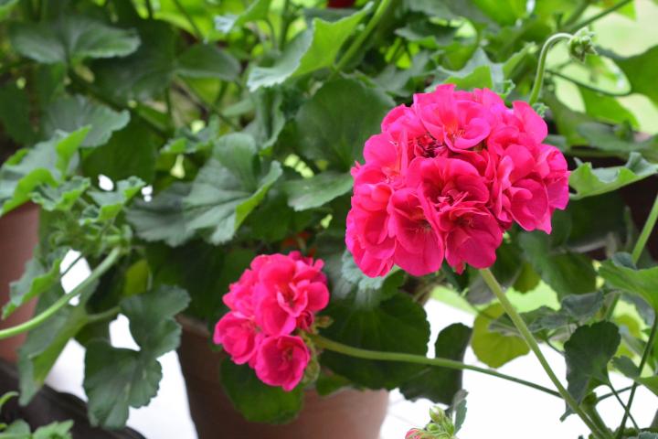 Geraniums in pots for early season gardening on a window sill.