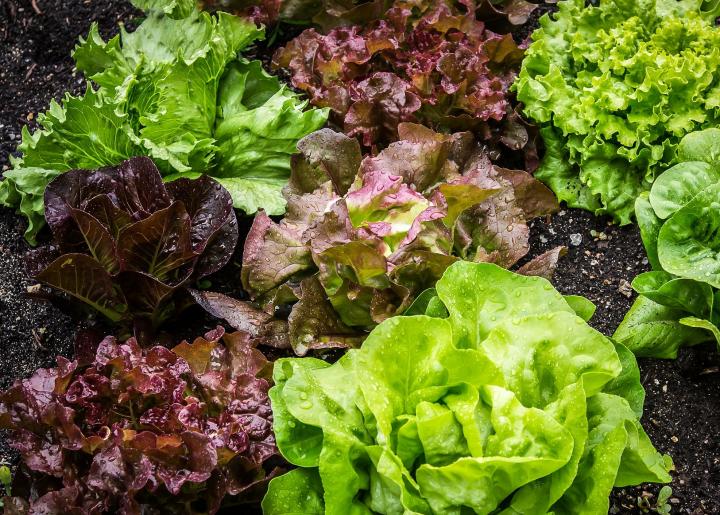 A variety of lettuces are arranged in an early season garden.
