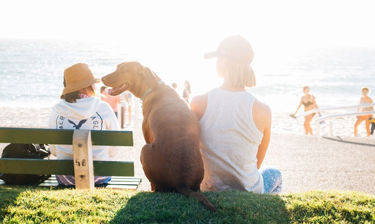 Two people and a dog enjoying a beach vacation at a dog-friendly American destination.