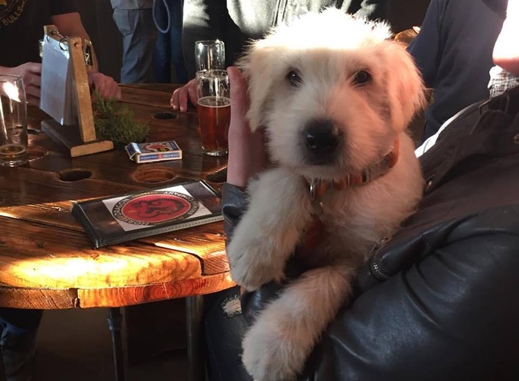 A dog-friendly American vacation destination where a white dog can sit at a table with a person.