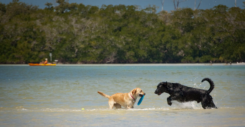 Two dog-friendly American vacation destinations where two black dogs can play in the water near a boat.