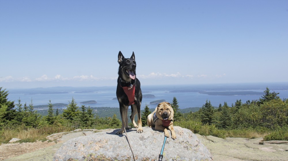 Two dog-friendly American vacation destinations with a view of the ocean.