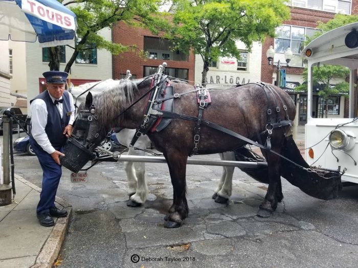 A man standing next to a horse pulling a carriage in Wilmington.