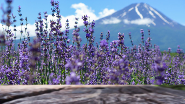 Lavender flowers in front of a log with a mountain in the background, showcasing a serene garden setting.