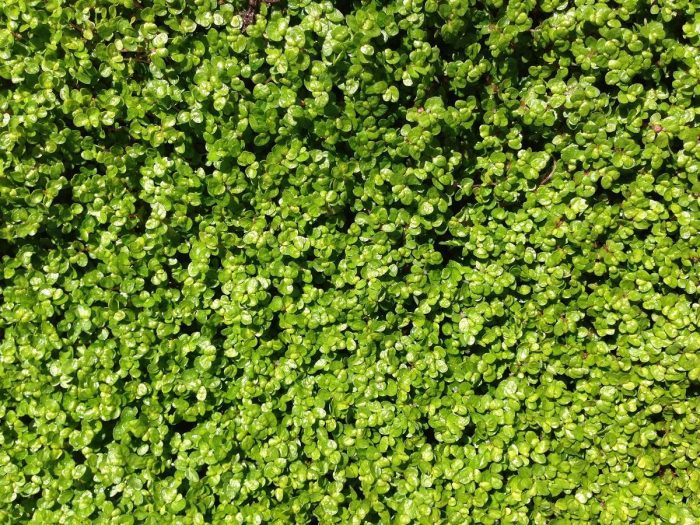 A close up of a green hedge, perfect for utilizing your lawn.