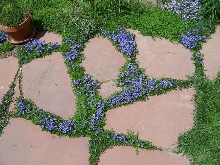 A stone walkway adorned with vibrant blue flowers, enhancing your lawn.