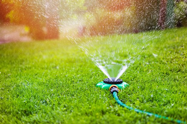A sprinkler is maintaining a green lawn.
