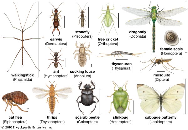 A diagram showing different types of pests.