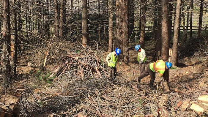 A group of men engaged in hazardous cleaning in a wooded area.
