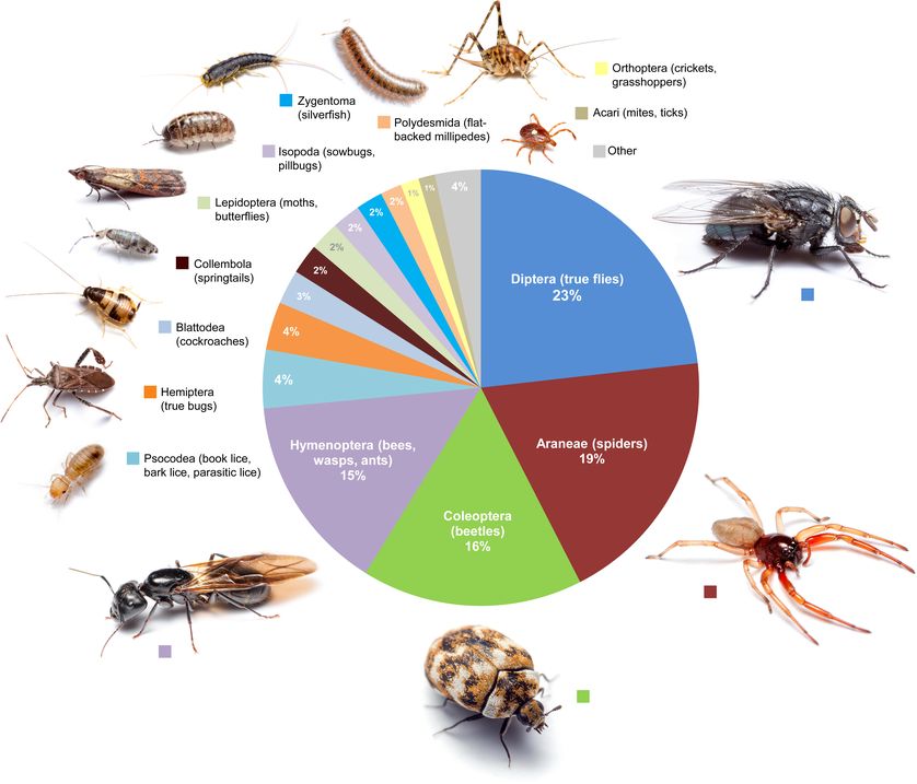 A pie chart displaying various types of insects.