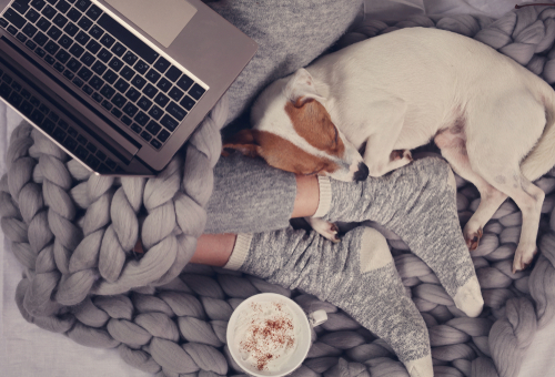 A dog sleeping on a blanket with a laptop, blending pets and home decor.
