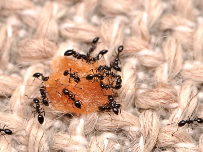 A group of black ants invading your home.