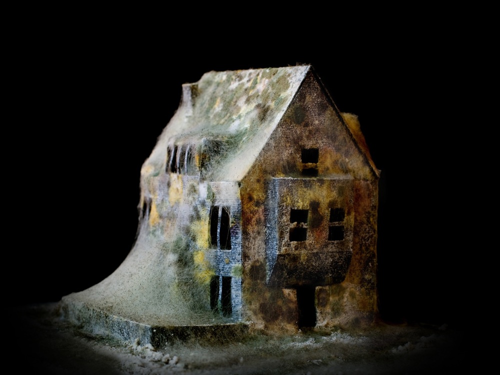 A mold-covered house on a black background.