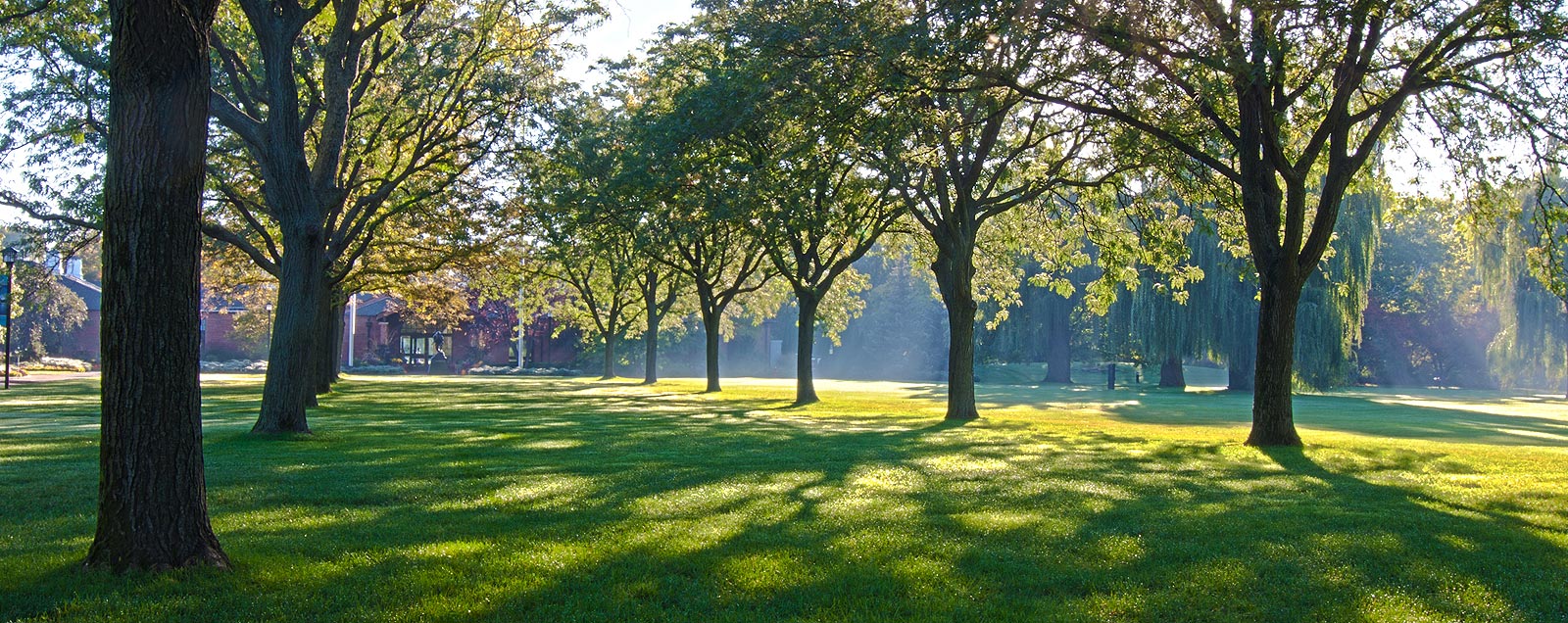 A grassy field with tree care in the sunlight.