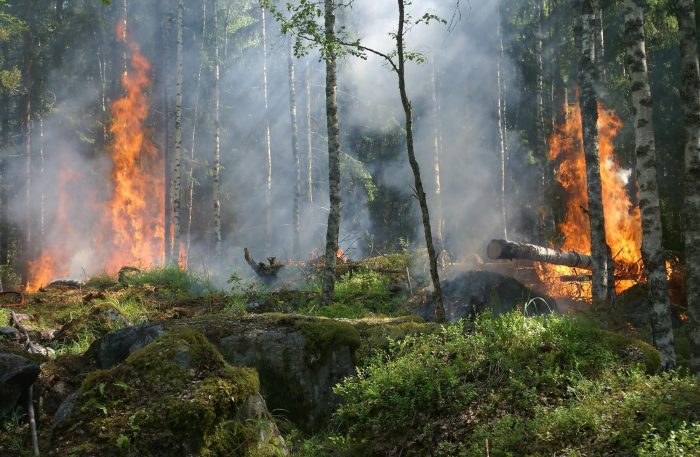 How to protect home from forest wildfires.