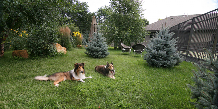 Two pet dogs laying in a grassy area.