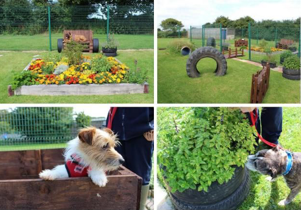 A pet-friendly garden showcasing pictures of a dog.