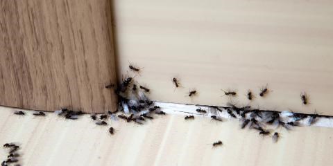 A group of black ants in a home.