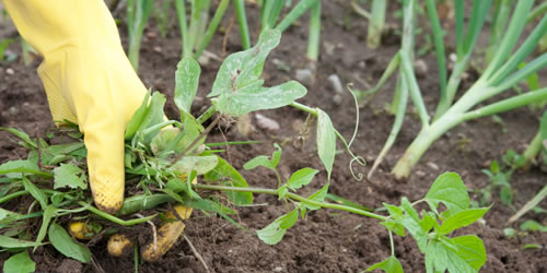 A person in a yellow glove is tending to a healthy garden by picking up a plant.