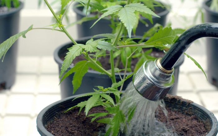 Watering cannabis plants in a healthy garden with a hose.