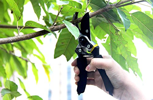 A person using gardening tools to cut a tree branch.