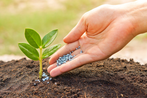 A hand is fertilizing a plant to promote a healthy garden.