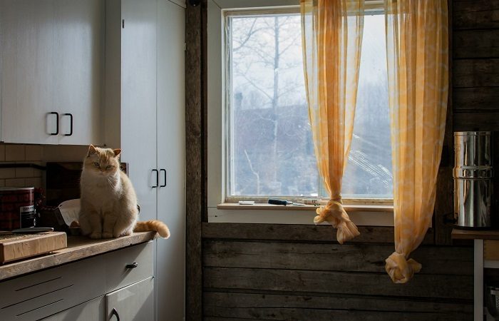 A cat sits on a counter in a kitchen, near drapes.