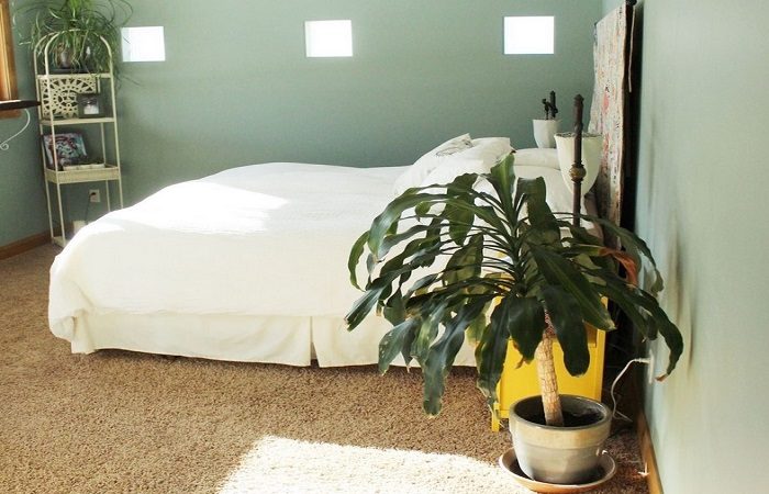 A green-walled bedroom with a plant on the floor.