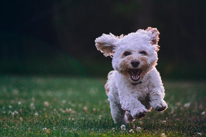 A white dog running in the grass, potentially encountering pet dangers.